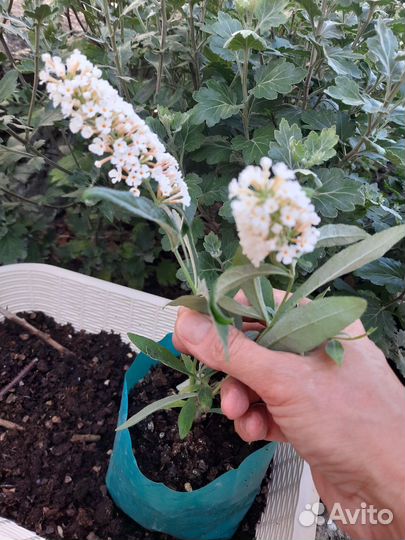 Будлея желтая, Белая, будлеяТутти Фрутти, Медуница