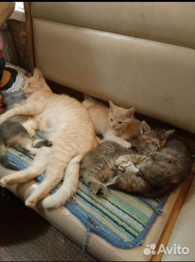 Котята в добрые руки