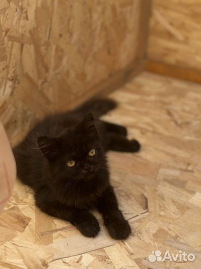 Котенок девочка в добрые руки