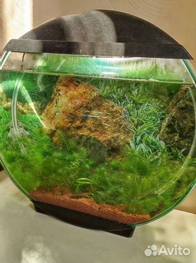 Аквариум