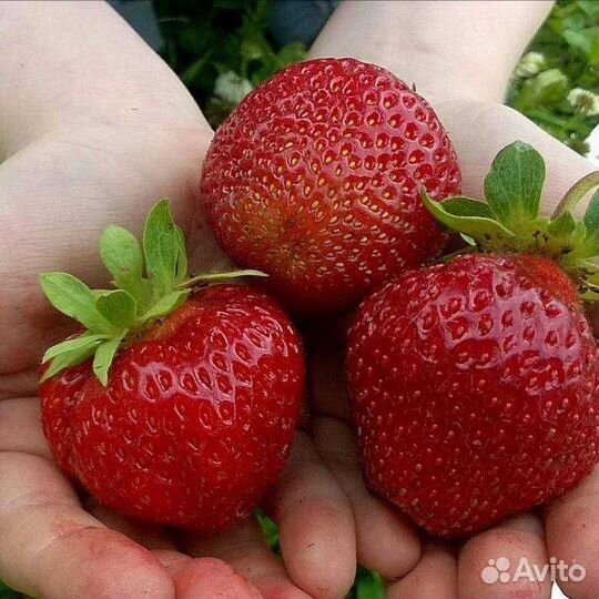 Рассада клубники