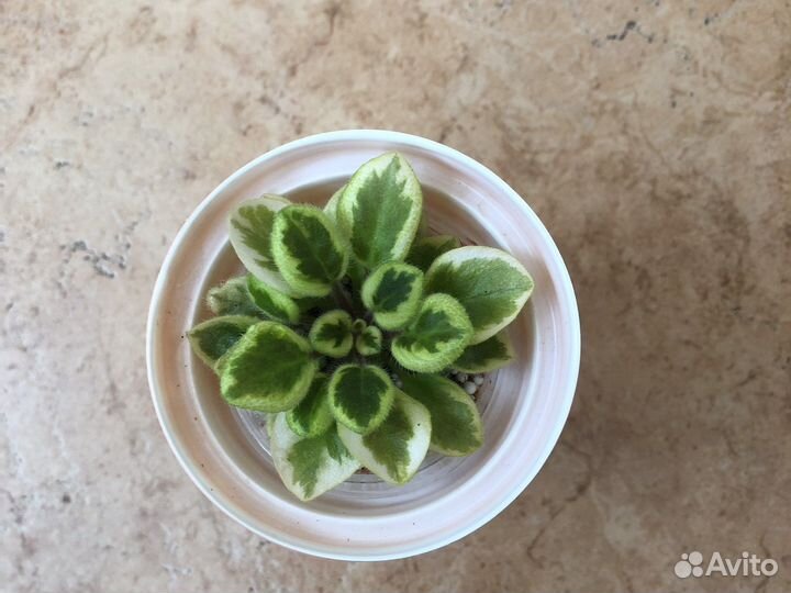 Набор Мини фиалок детки