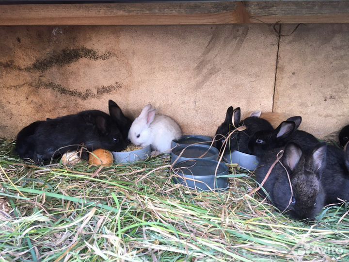 Продам кроликов