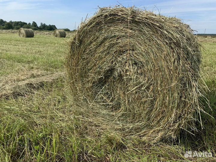 Сено в рулонах 2023