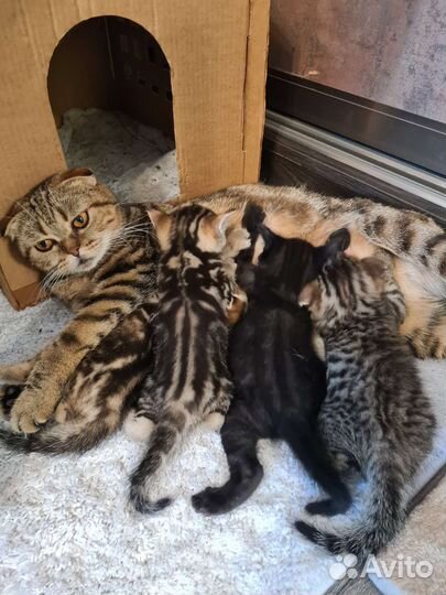 Шотландская кошка