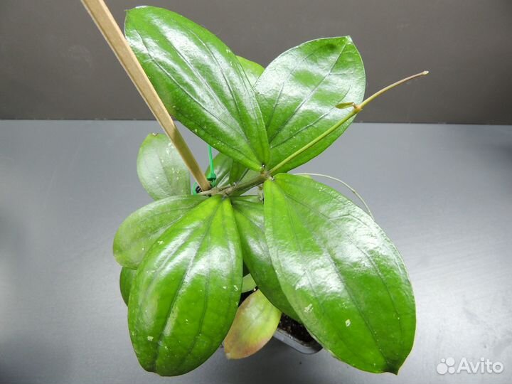 Хойи сортовые 1