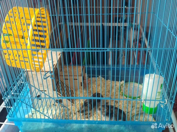 Хомячки девочки