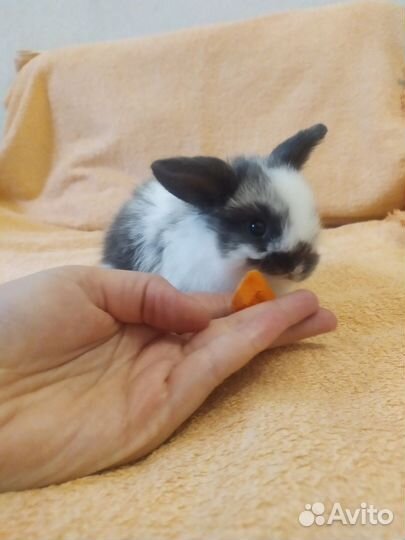 Декоративные крольчата