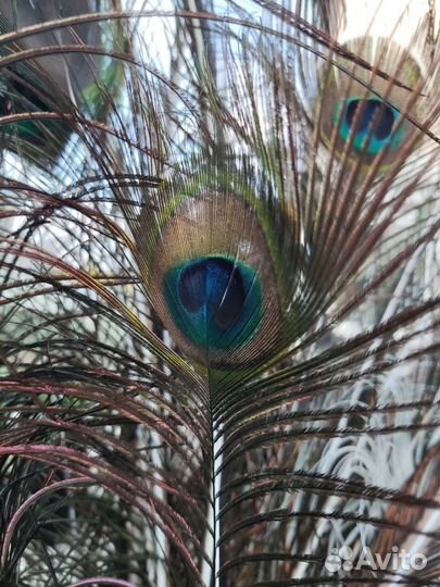 Перья Павлина индийского Синего и Белого