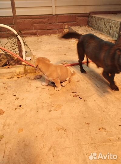 Щенок двортерьер ищет семью