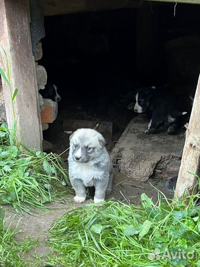 Собаки бесплатно
