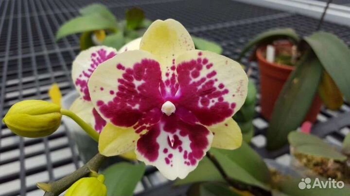 Орхидея фаленопсис, сеянцы из фласки, 10 сортов