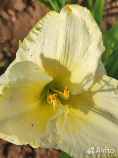 Лилейники, флокс