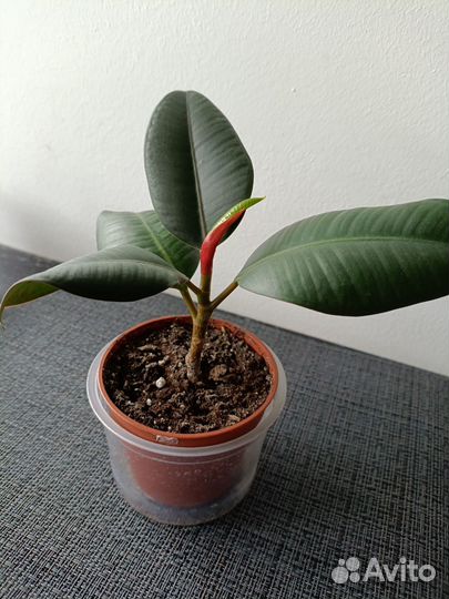 Фикус каучуконосный эластика