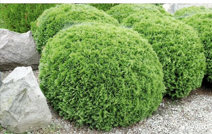 Туя даника саженцы