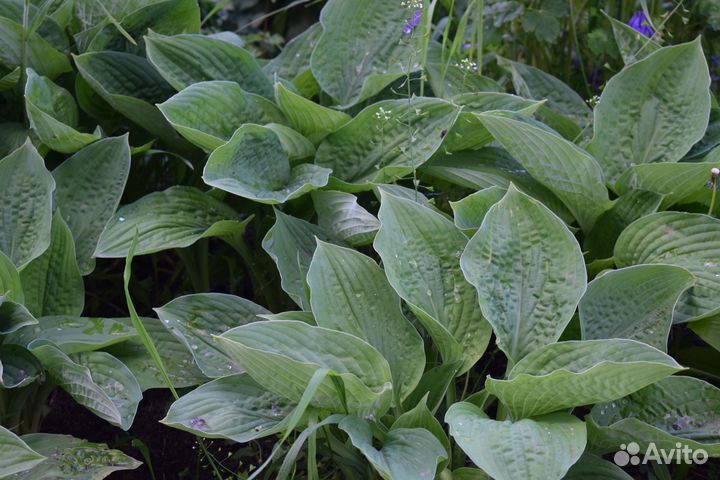 Хоста 7 сортов
