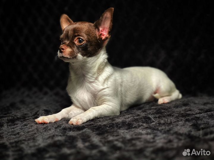 Чихуахуа щенок девочка