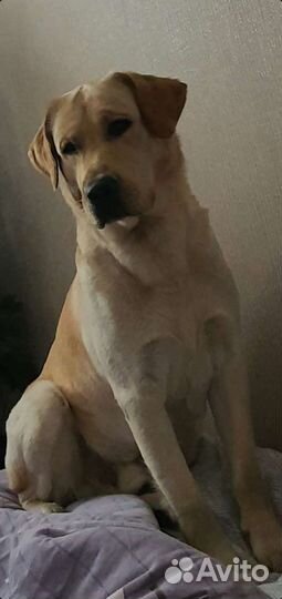 Кобель лабрадора вязка