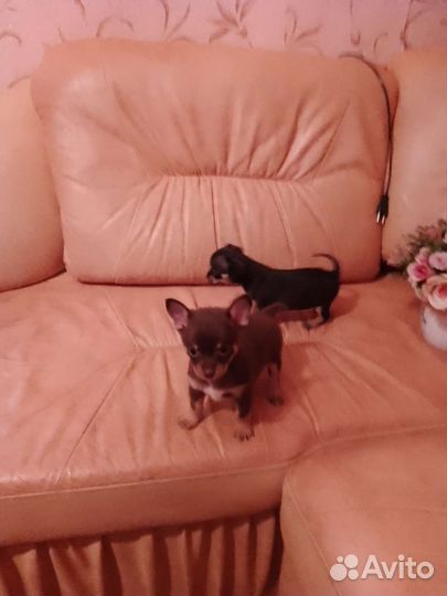 Чихуахуа щенки