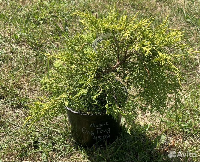 Можжевельник Олд Голд