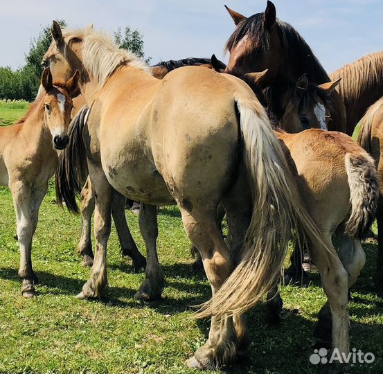 Тяжеловозы