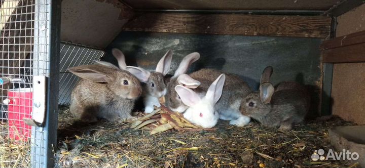 Кролики великаны