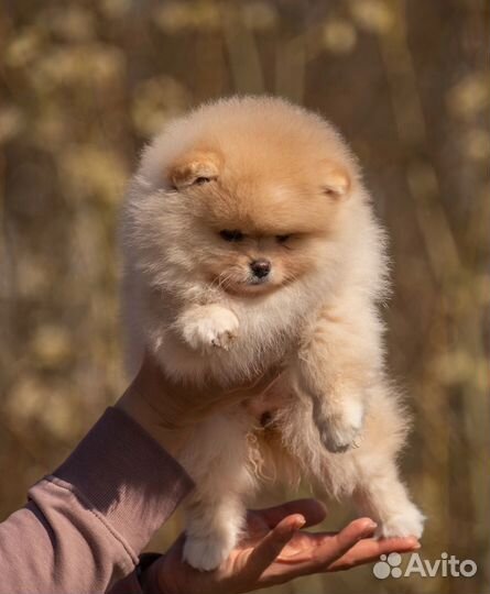 Мини шпиц девочка
