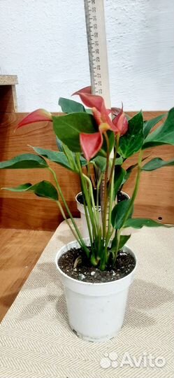 Антуриум Trillions red