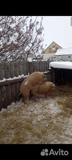 Поросята венгерской мангалицы