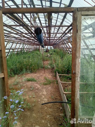 Аренда теплиц и животноводческой фермы