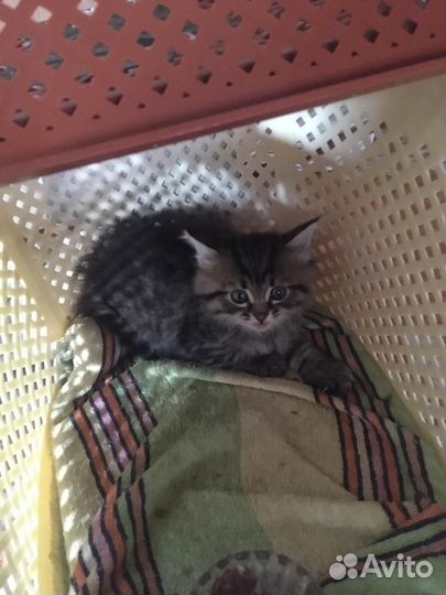 Сибирская кошечка, котенок