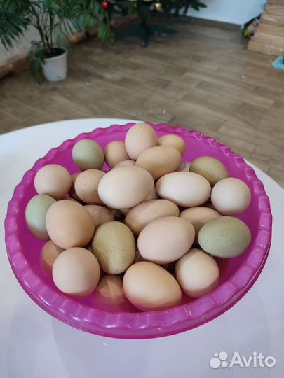 Домашние куриные яйца