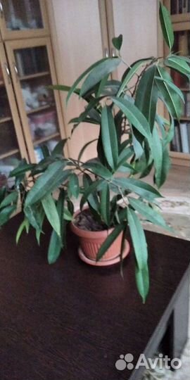 Фикус Биннедика Али