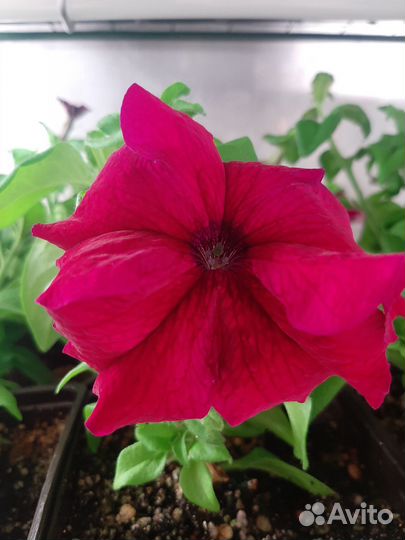 Петуния каскадная Опера Суприм Лемон укор. черенки