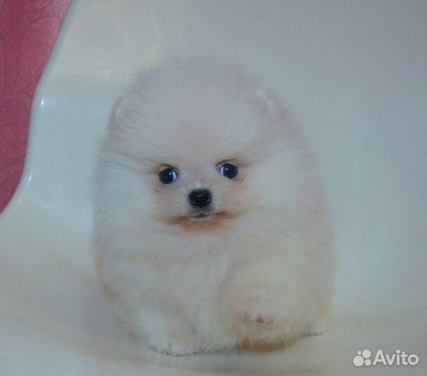 Померанский шпиц,курносые мини щенки с документами