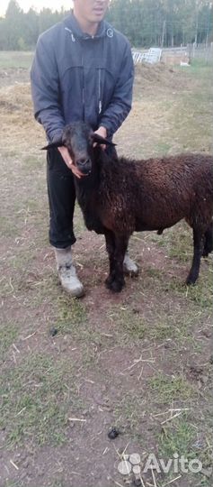 Овцы бараны эдильбаевскийе и романовский