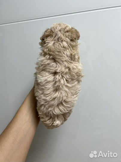 Мальтипу ф1 кудряшка бежевый капучино на август