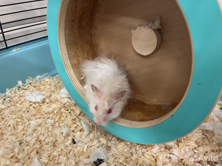 Клетка для грызунов с хомяками