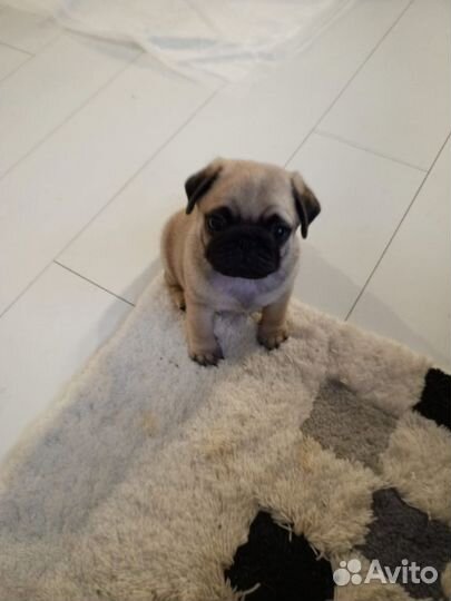 Щенки мопса