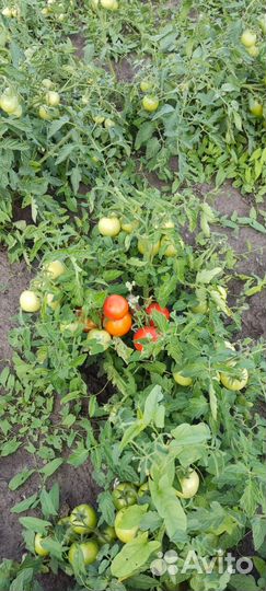 Помидоры