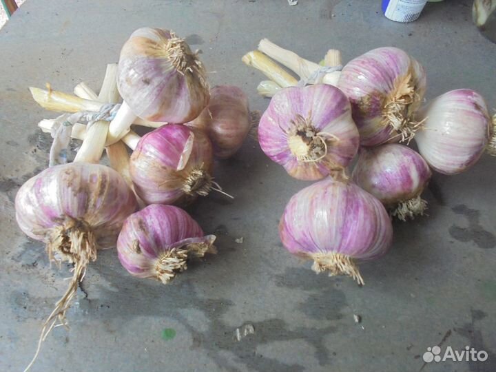 Томаты салатн/засол Тыква Кабачки Перец Чеснок