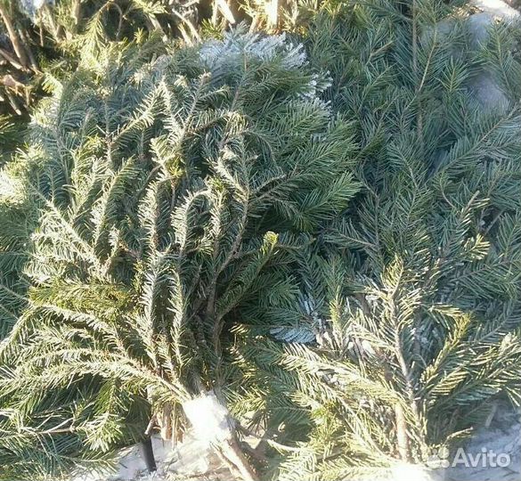 Пихтовые веники