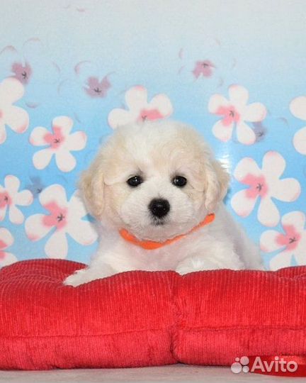 Щенки бишон фризе