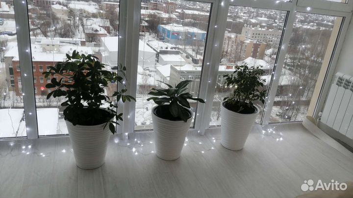 Много цветов