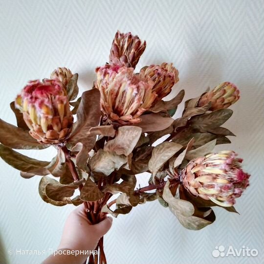 Экзотические сухоцветы. Протея. Банксия
