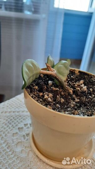 Сансевиерия сортовая, хойя