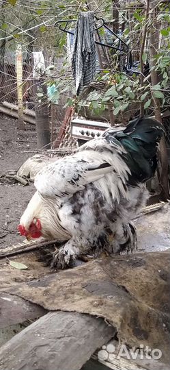 Петухи помесь Брама/Джерсийский гигант