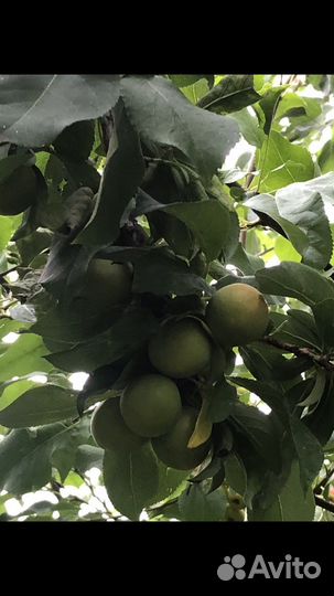 Слива, Жимолость, Смородина саженцы