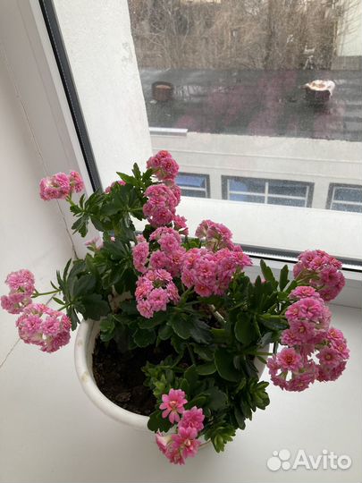 Каланхоэ цветущее