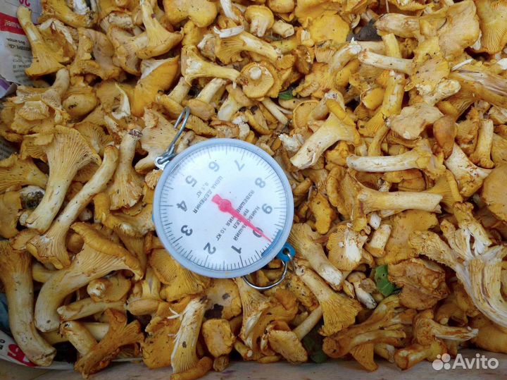 Грибы лисички